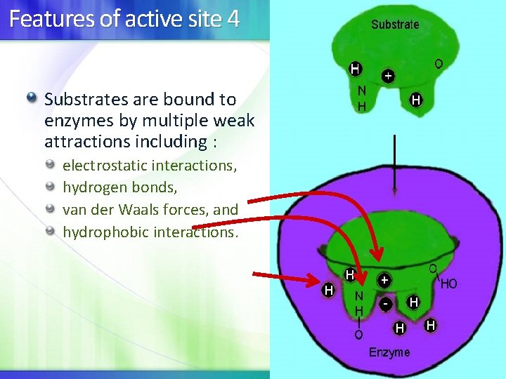 Features of active site 4 Substrates are bound to enzymes by multiple weak attractions