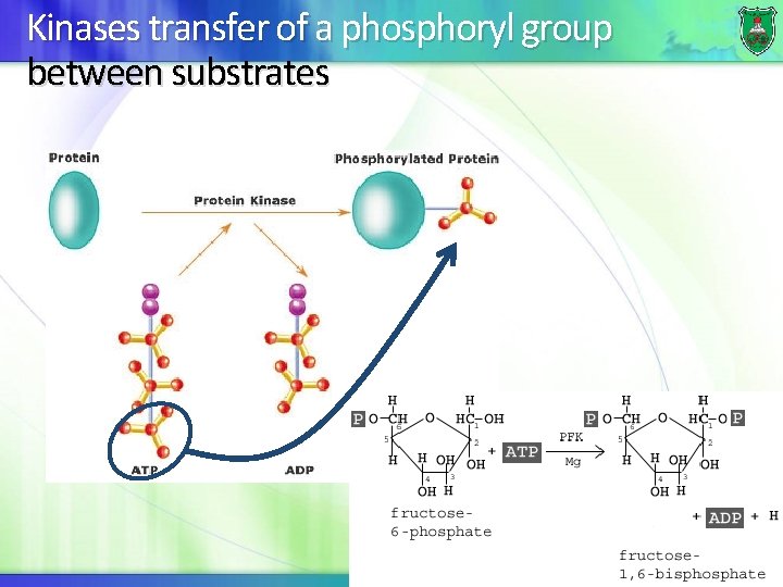 Kinases transfer of a phosphoryl group between substrates 