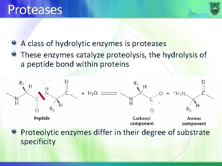 Proteases A class of hydrolytic enzymes is proteases These enzymes catalyze proteolysis, the hydrolysis