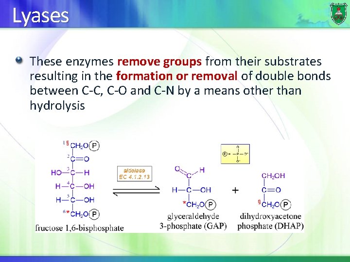 Lyases These enzymes remove groups from their substrates resulting in the formation or removal