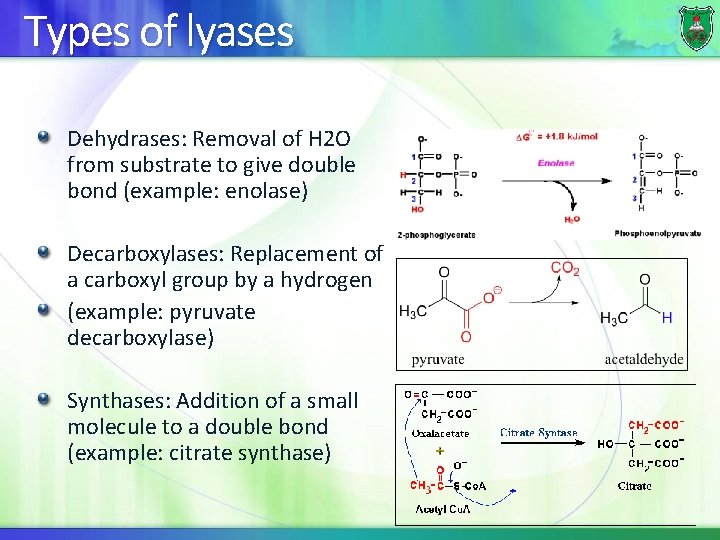 Types of lyases Dehydrases: Removal of H 2 O from substrate to give double