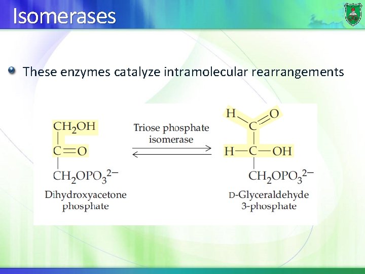 Isomerases These enzymes catalyze intramolecular rearrangements 