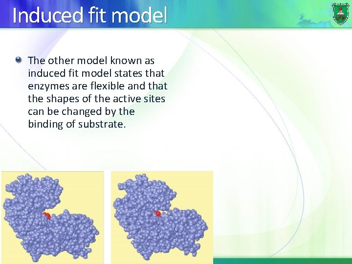 Induced fit model The other model known as induced fit model states that enzymes