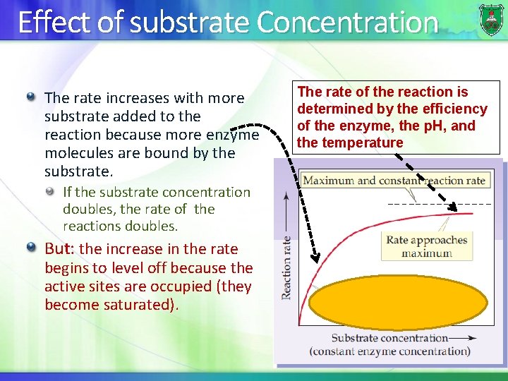 Effect of substrate Concentration The rate increases with more substrate added to the reaction