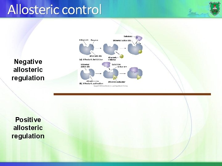 Allosteric control Negative allosteric regulation Positive allosteric regulation 