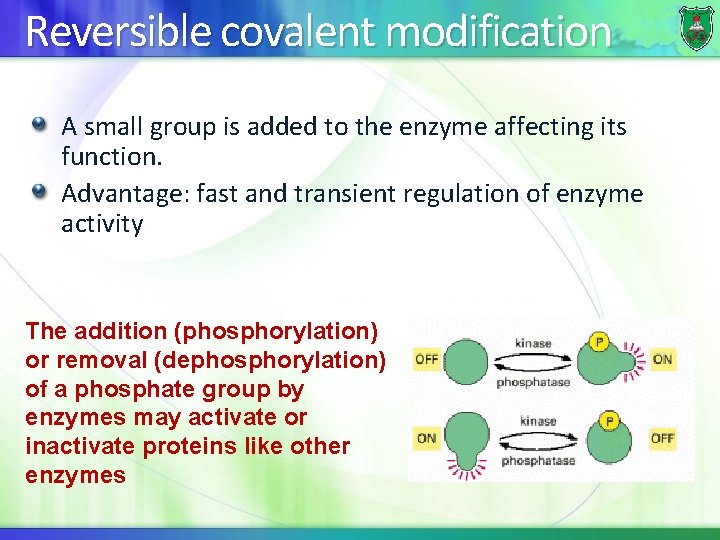 Reversible covalent modification A small group is added to the enzyme affecting its function.