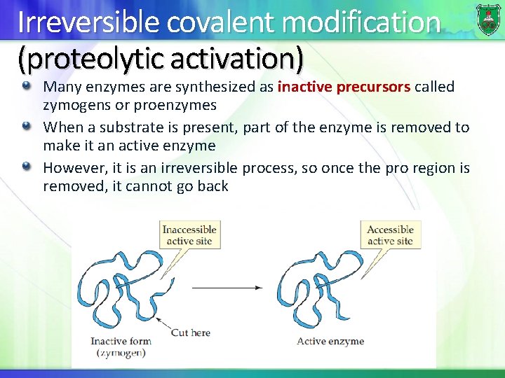 Irreversible covalent modification (proteolytic activation) Many enzymes are synthesized as inactive precursors called zymogens