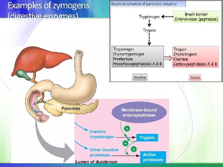 Examples of zymogens (digestive enzymes) 