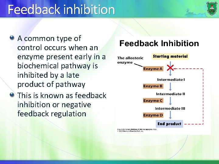 Feedback inhibition A common type of control occurs when an enzyme present early in