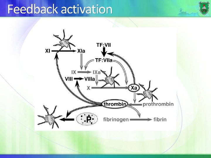 Feedback activation 