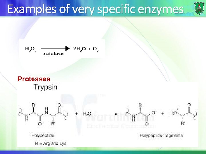 Examples of very specific enzymes Proteases 