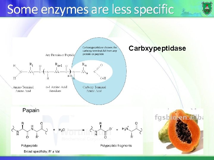 Some enzymes are less specific Carbxypeptidase 