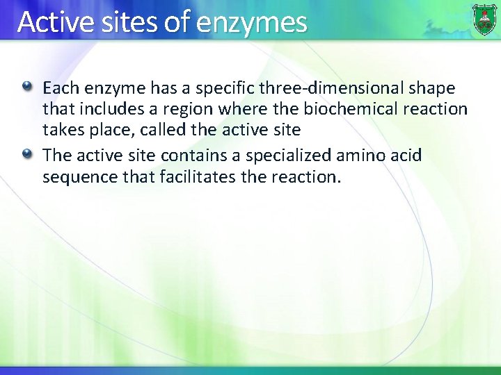 Active sites of enzymes Each enzyme has a specific three-dimensional shape that includes a