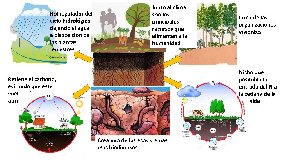 Rol regulador del ciclo hidrológico dejando el agua a disposición de las plantas terrestres
