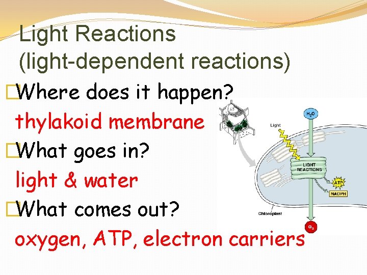 Light Reactions (light-dependent reactions) �Where does it happen? thylakoid membrane �What goes in? light