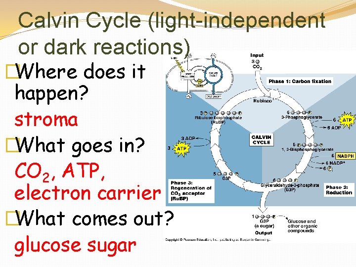 Calvin Cycle (light-independent or dark reactions) �Where does it happen? stroma �What goes in?