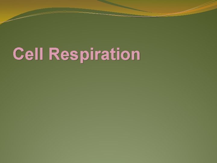 Cell Respiration 