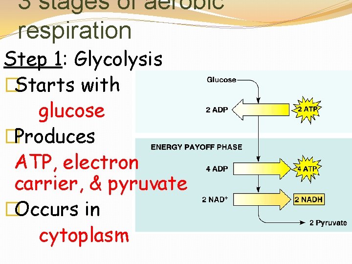 3 stages of aerobic respiration Step 1: Glycolysis �Starts with glucose �Produces ATP, electron