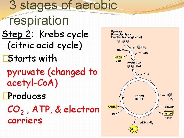 3 stages of aerobic respiration Step 2: Krebs cycle (citric acid cycle) �Starts with