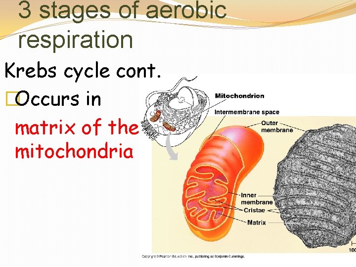 3 stages of aerobic respiration Krebs cycle cont. �Occurs in matrix of the mitochondria