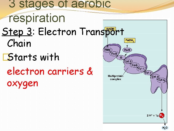 3 stages of aerobic respiration Step 3: Electron Transport Chain �Starts with electron carriers