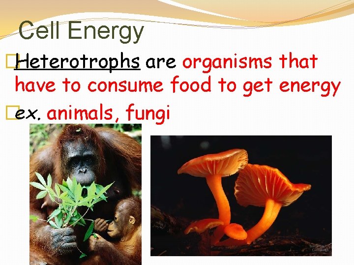 Cell Energy �Heterotrophs are organisms that have to consume food to get energy �ex.