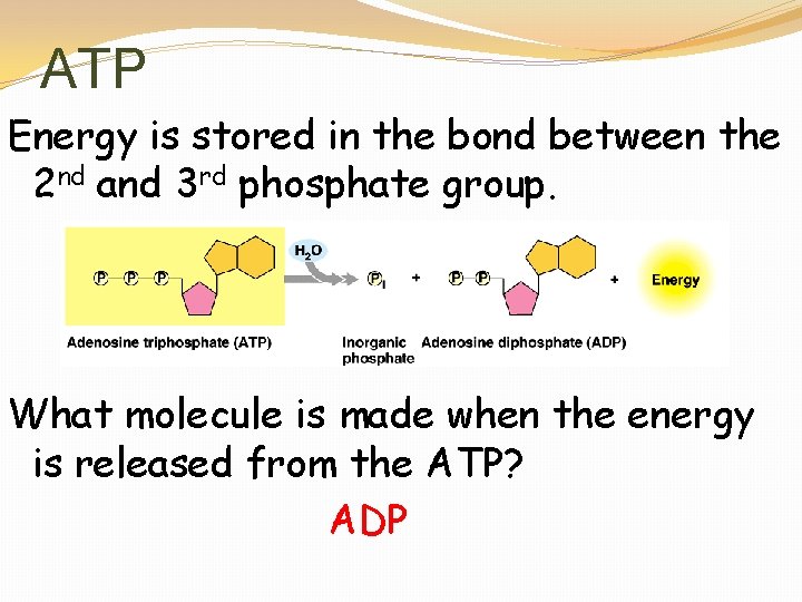 ATP Energy is stored in the bond between the 2 nd and 3 rd