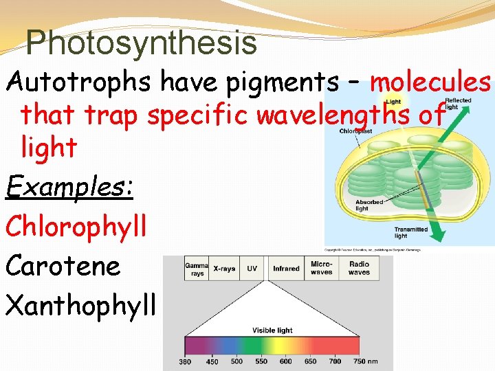 Photosynthesis Autotrophs have pigments – molecules that trap specific wavelengths of light Examples: Chlorophyll