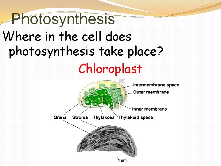 Photosynthesis Where in the cell does photosynthesis take place? Chloroplast 