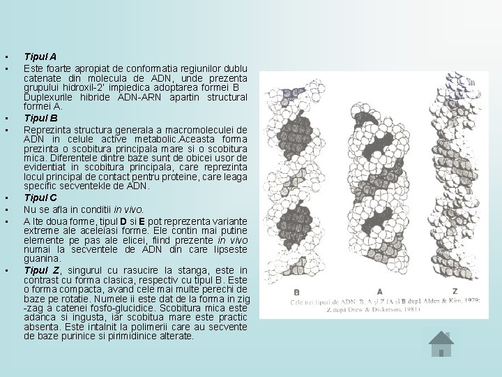 • • Tipul A Este foarte apropiat de conformatia regiunilor dublu catenate din • • Tipul A Este foarte apropiat de conformatia regiunilor dublu catenate din