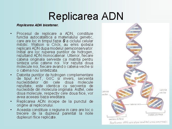 Replicarea ADN bicatenar. • • Procesul de replicare a ADN, constituie functia autocatalitica a