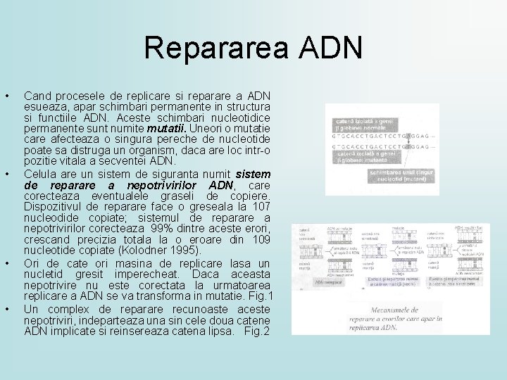 Repararea ADN • • Cand procesele de replicare si reparare a ADN esueaza, apar