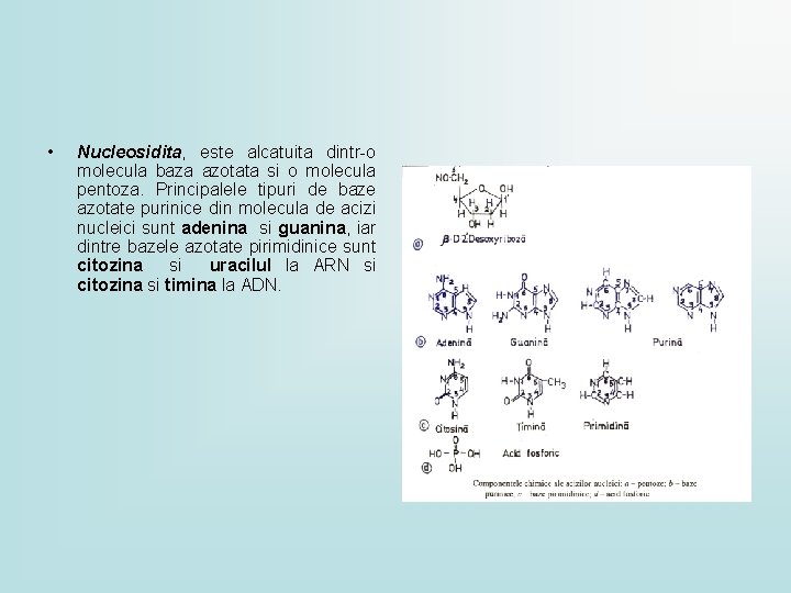  • Nucleosidita, este alcatuita dintr-o molecula baza azotata si o molecula pentoza. Principalele