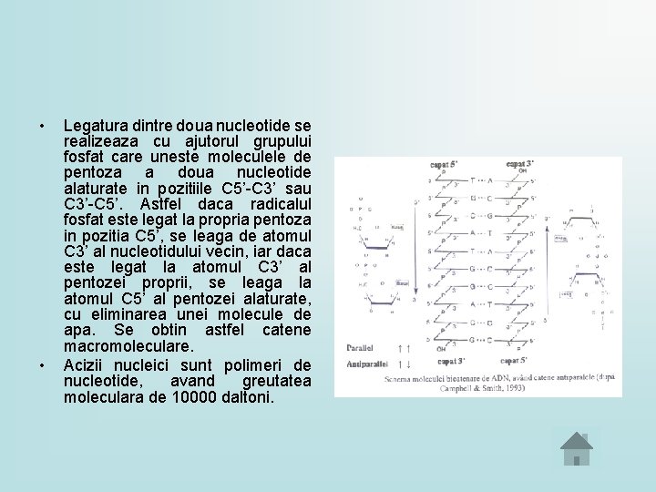  • • Legatura dintre doua nucleotide se realizeaza cu ajutorul grupului fosfat care