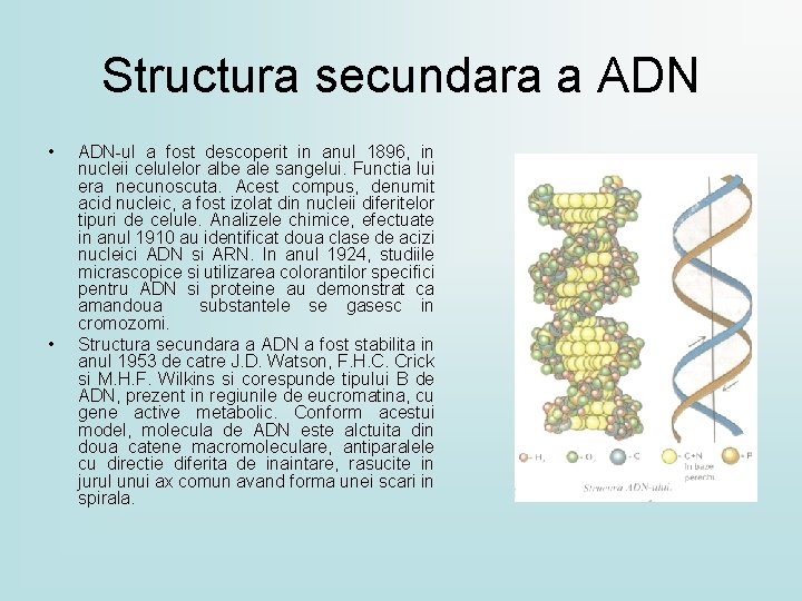 Structura secundara a ADN • • ADN-ul a fost descoperit in anul 1896, in