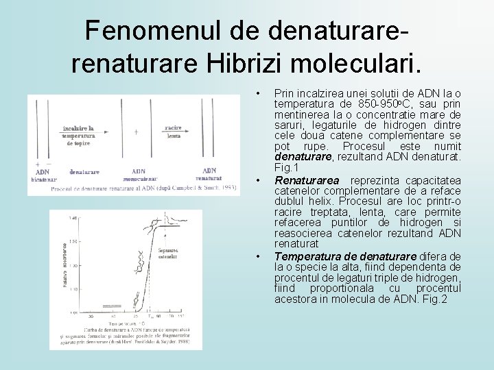 Fenomenul de denaturarerenaturare Hibrizi moleculari. • • • Prin incalzirea unei solutii de ADN Fenomenul de denaturarerenaturare Hibrizi moleculari. • • • Prin incalzirea unei solutii de ADN