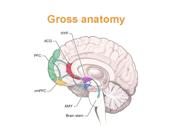 Gross anatomy 