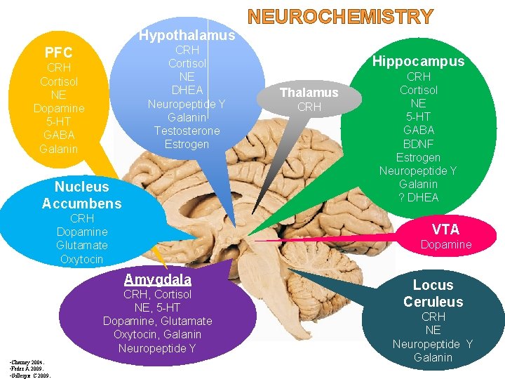 Hypothalamus CRH Cortisol NE DHEA Neuropeptide Y Galanin Testosterone Estrogen PFC CRH Cortisol NE