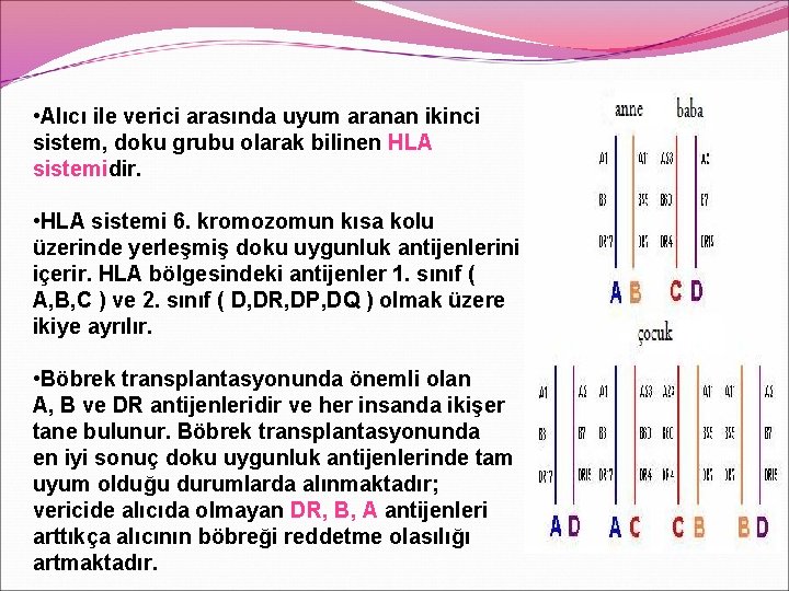  • Alıcı ile verici arasında uyum aranan ikinci sistem, doku grubu olarak bilinen