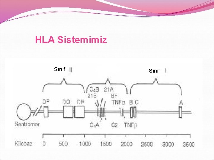 HLA Sistemimiz Sınıf 