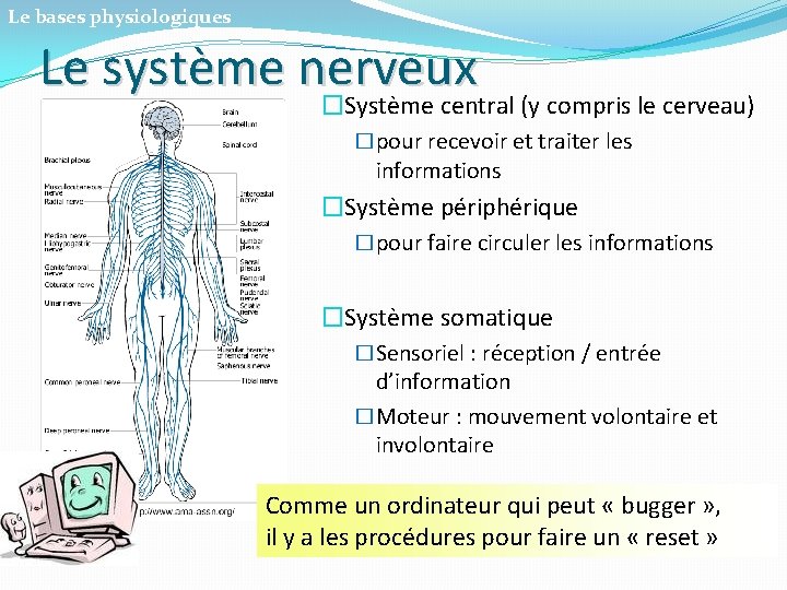 Le bases physiologiques Le système nerveux �Système central (y compris le cerveau) �pour recevoir