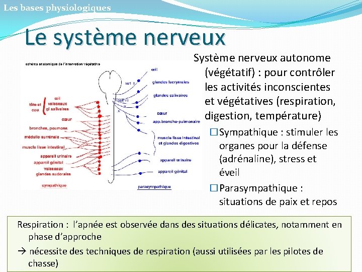 Les bases physiologiques Le système nerveux Système nerveux autonome (végétatif) : pour contrôler les