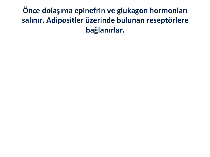 Önce dolaşıma epinefrin ve glukagon hormonları salınır. Adipositler üzerinde bulunan reseptörlere bağlanırlar. 