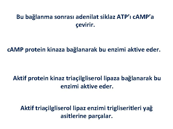 Bu bağlanma sonrası adenilat siklaz ATP’ı c. AMP’a çevirir. c. AMP protein kinaza bağlanarak