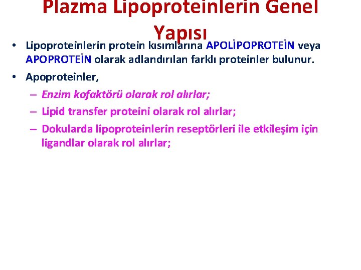  • Plazma Lipoproteinlerin Genel Yapısı Lipoproteinlerin protein kısımlarına APOLİPOPROTEİN veya APOPROTEİN olarak adlandırılan