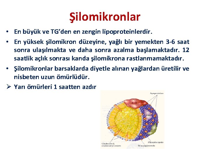 Şilomikronlar • En büyük ve TG’den en zengin lipoproteinlerdir. • En yüksek şilomikron düzeyine,