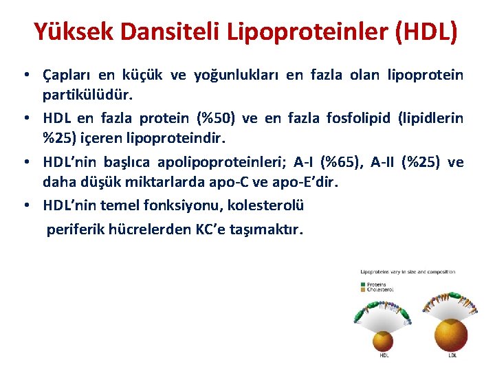 Yüksek Dansiteli Lipoproteinler (HDL) • Çapları en küçük ve yoğunlukları en fazla olan lipoprotein