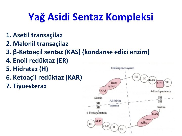 Yağ Asidi Sentaz Kompleksi 1. Asetil transaçilaz 2. Malonil transaçilaz 3. β-Ketoaçil sentaz (KAS)