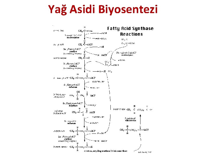 Yağ Asidi Biyosentezi 