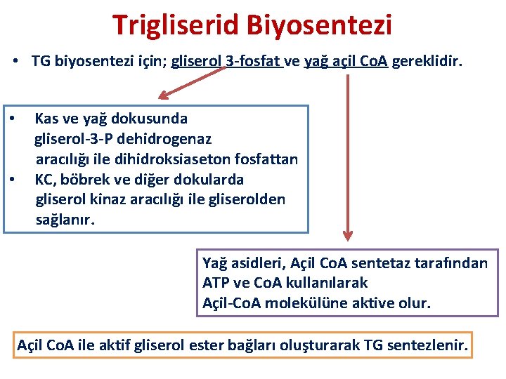 Trigliserid Biyosentezi • TG biyosentezi için; gliserol 3 -fosfat ve yağ açil Co. A